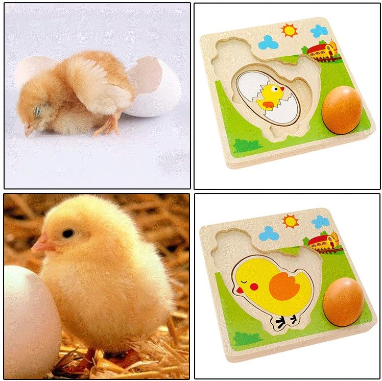 小鸡母鸡成长过程下蛋拼板多层拼图婴幼婴幼儿拼图