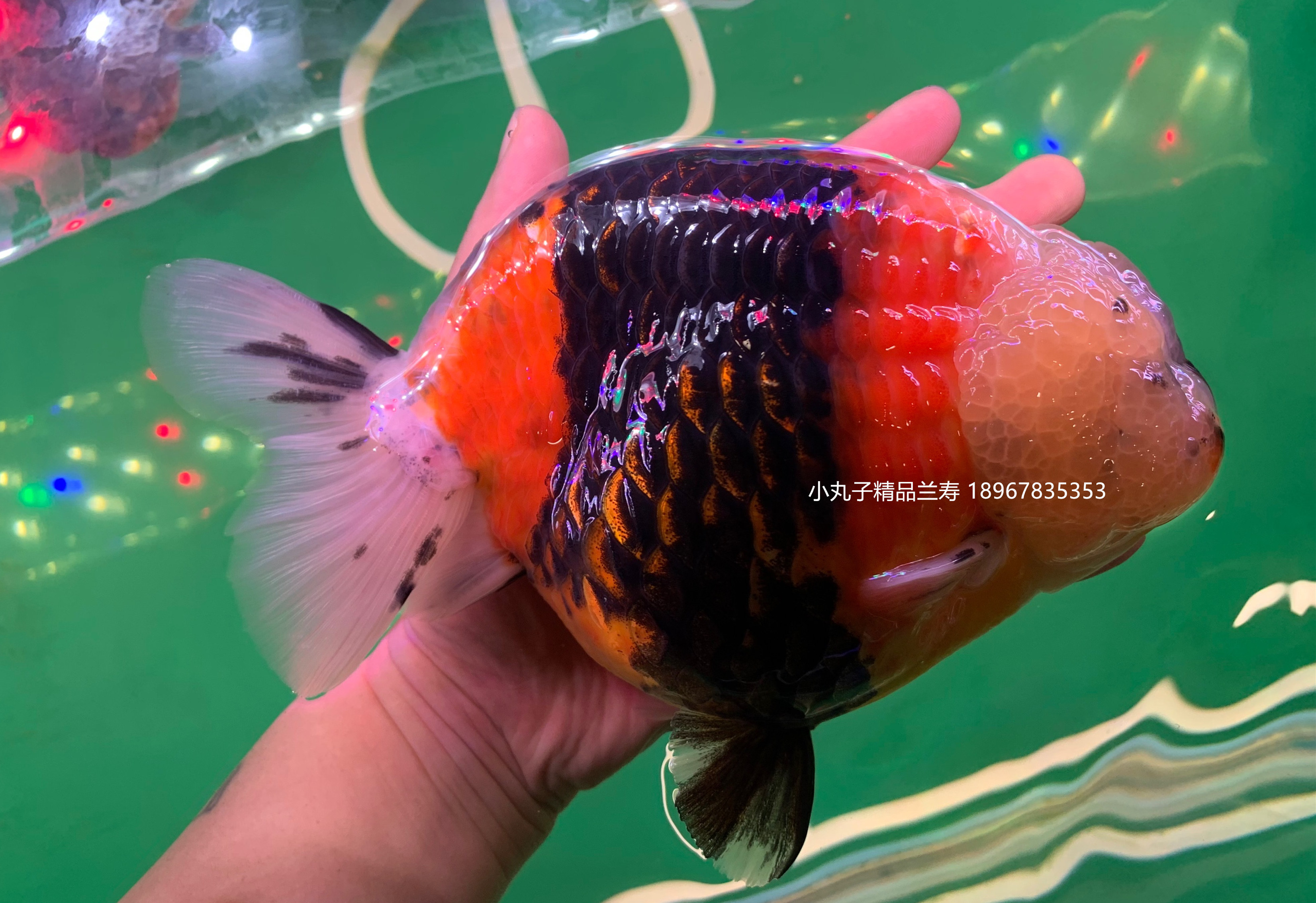 福州潘氏兰寿金鱼活体动物淡水冷水水族观赏鱼鱼