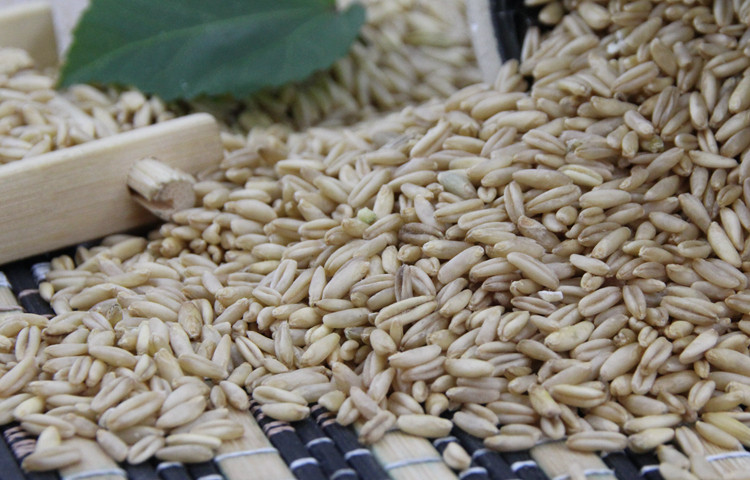 燕麦麦米东北优质野麦雀麦麦粒农家自产养生其它粮食