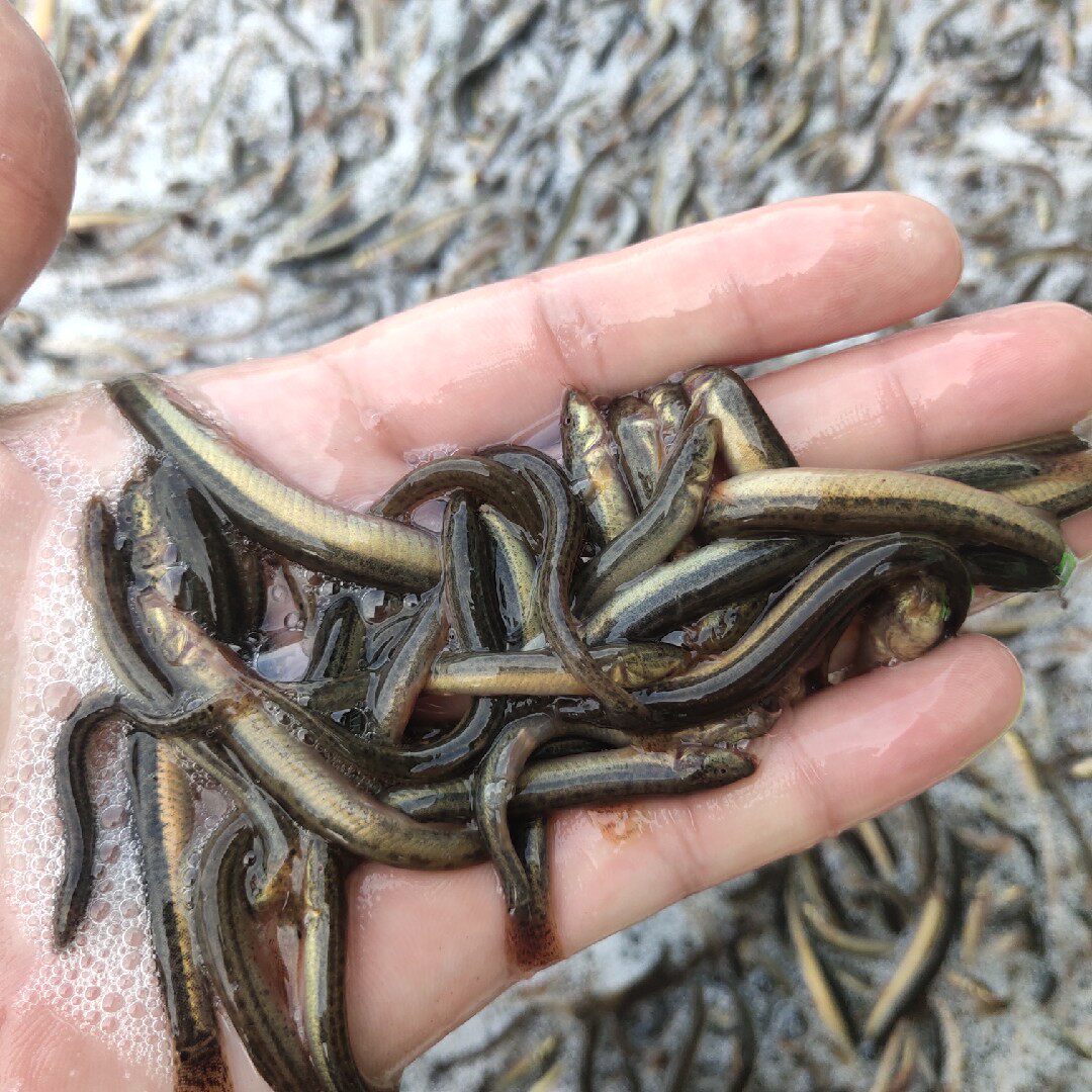 泥鳅包邮速冻活体魟鱼虎鱼龙鱼淡水河新鲜冰冻观赏鱼饲料