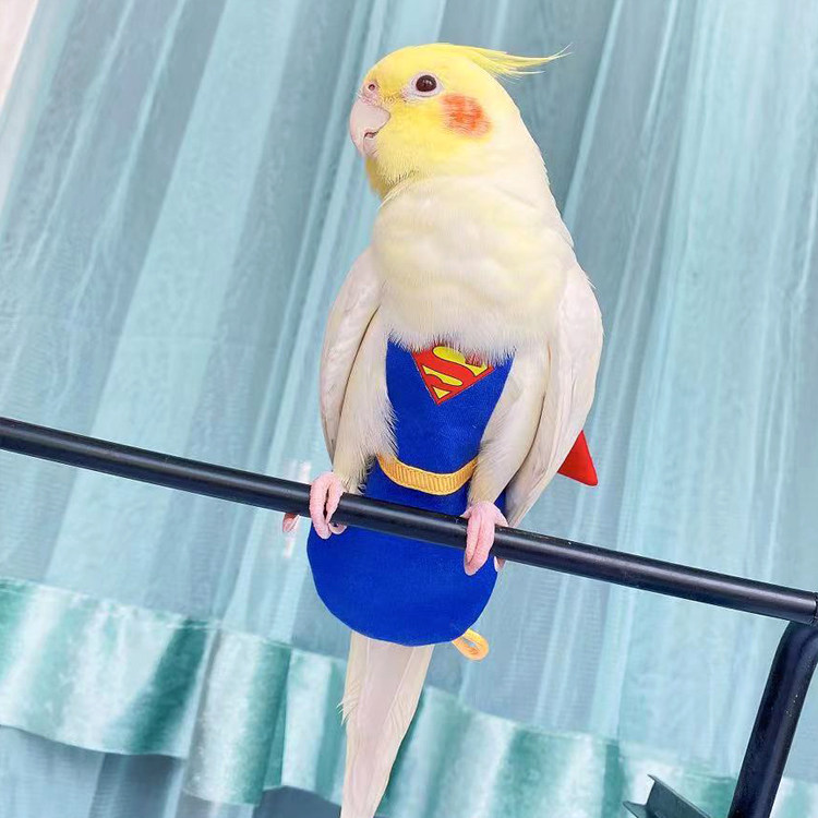 yoyo定制玄凤鹦鹉超人尿不宠物鸟用和服屎兜宠物服装