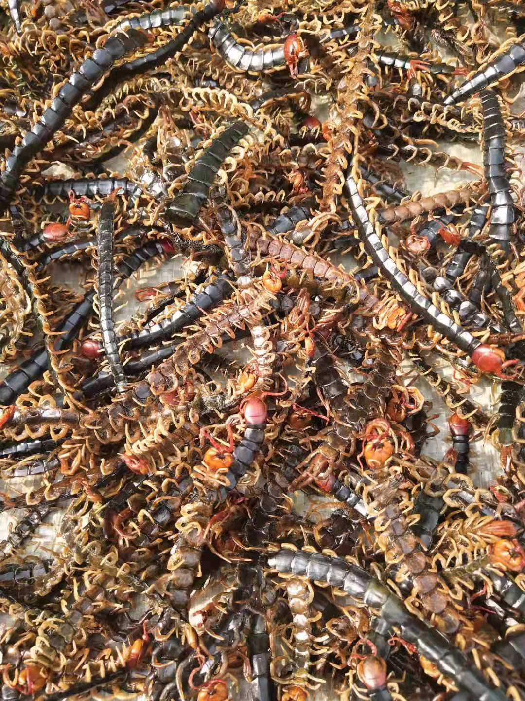 水蛭红头蜈蚣20克中药材其他药食同源食品