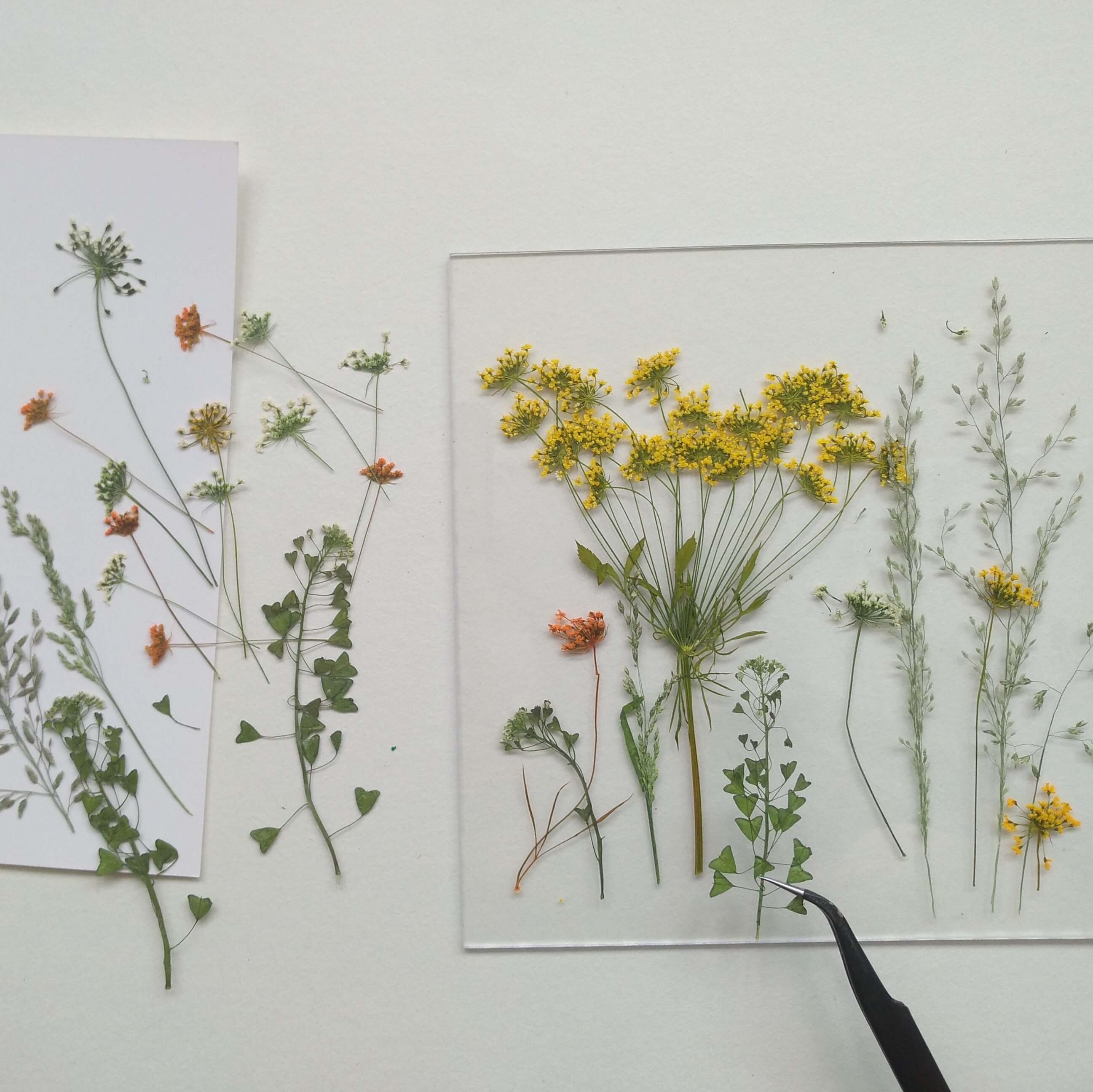 干花周周押野花野草自然风植物标本压花鼠尾草星星草干花