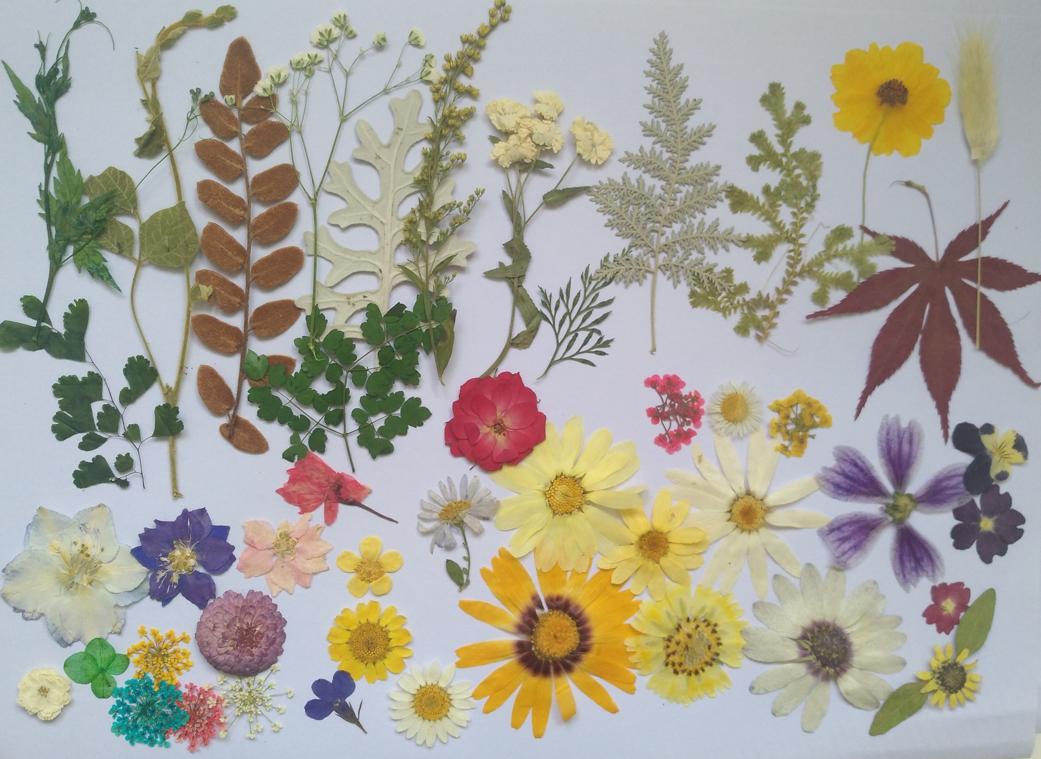 周周押压花植物标本diy干花花白晶菊雏菊蕾丝干花