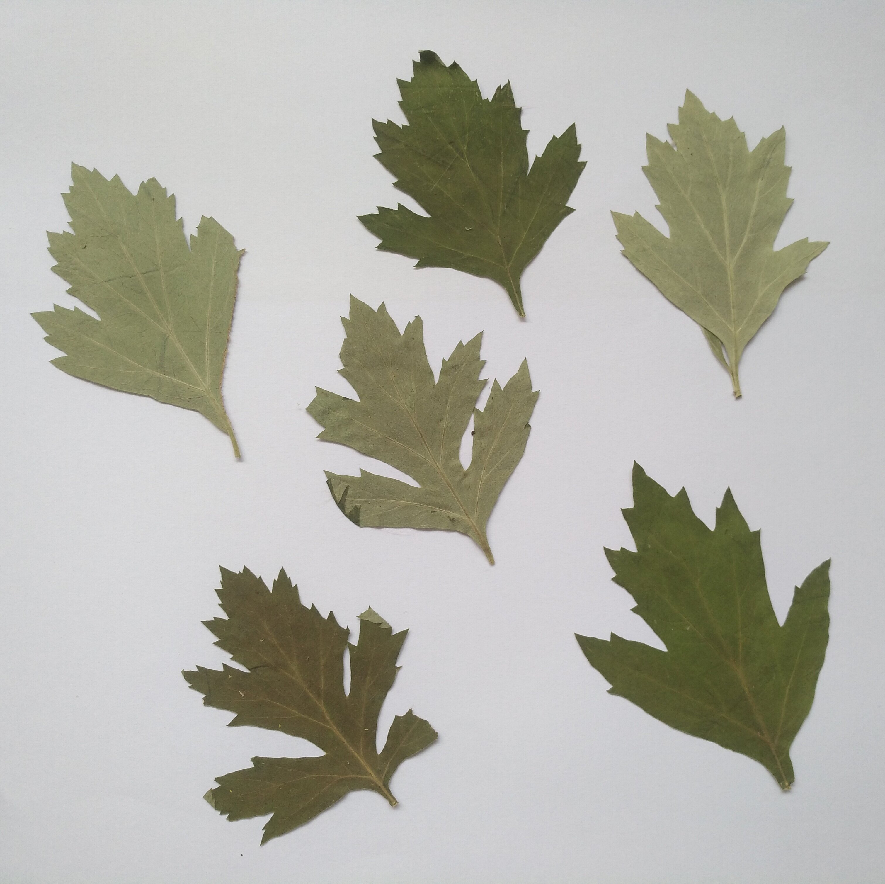 手工周周押艾草叶子压花干花真花植物标本材料干花