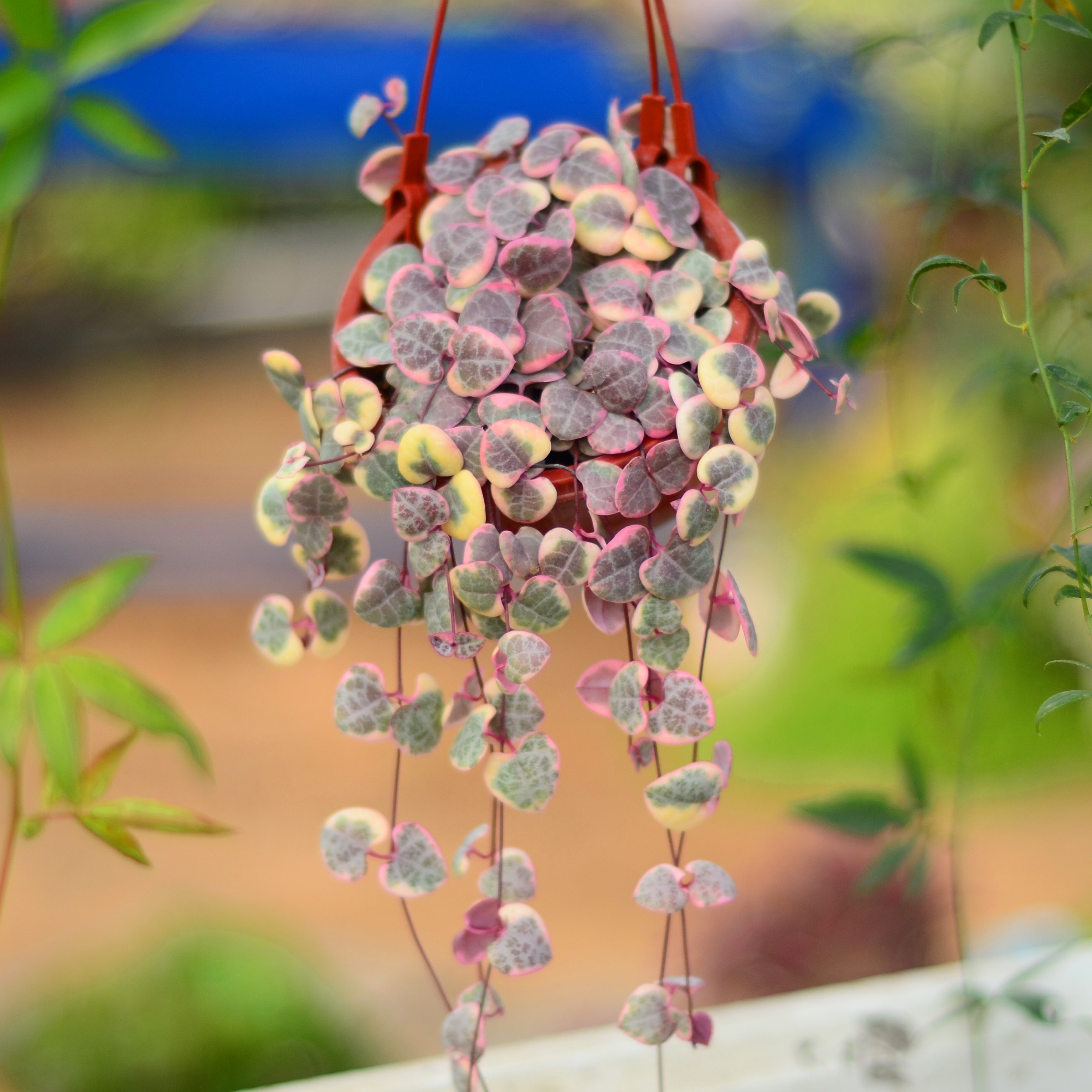 植物爱之蔓锦吊金钱多钱多盆栽心心相印藤蔓垂吊一串空气净化剂