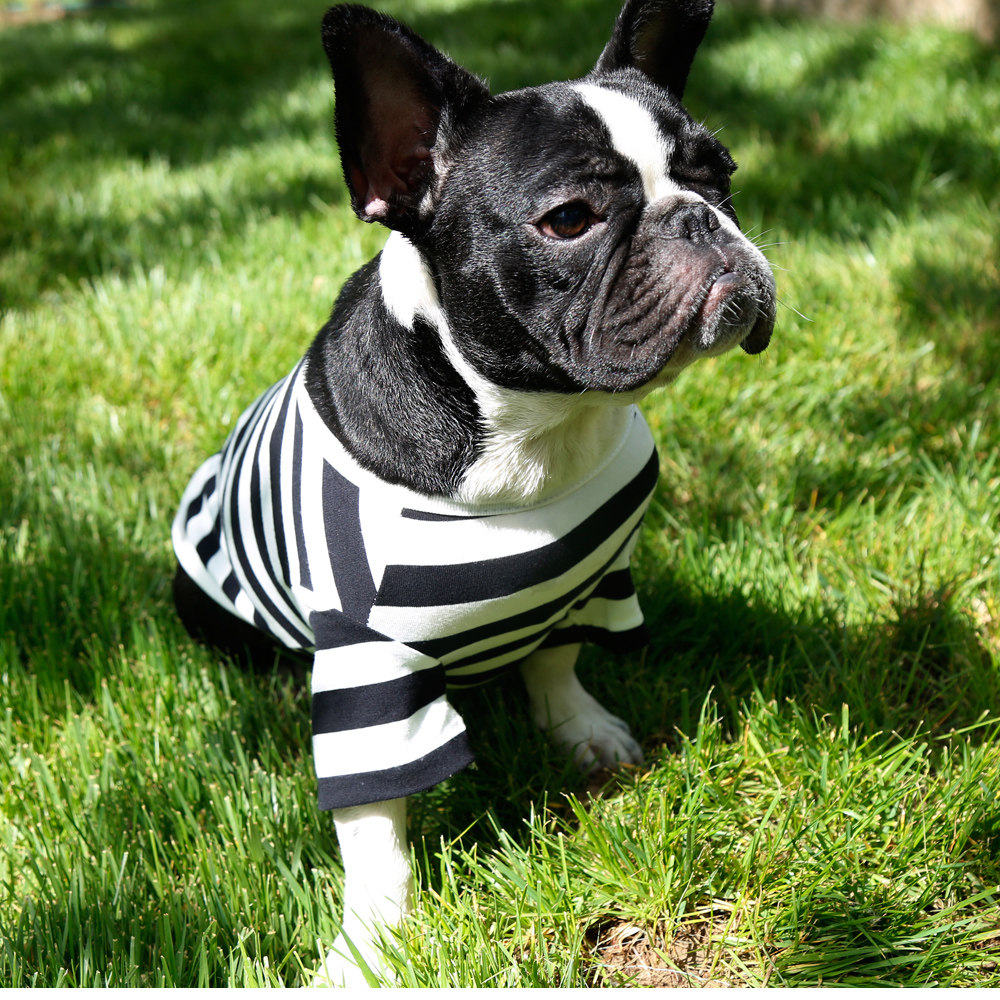 pm原创宠物亲子装 猫狗狗主人衣服夏季短袖 黑白条纹t恤 全棉夏装