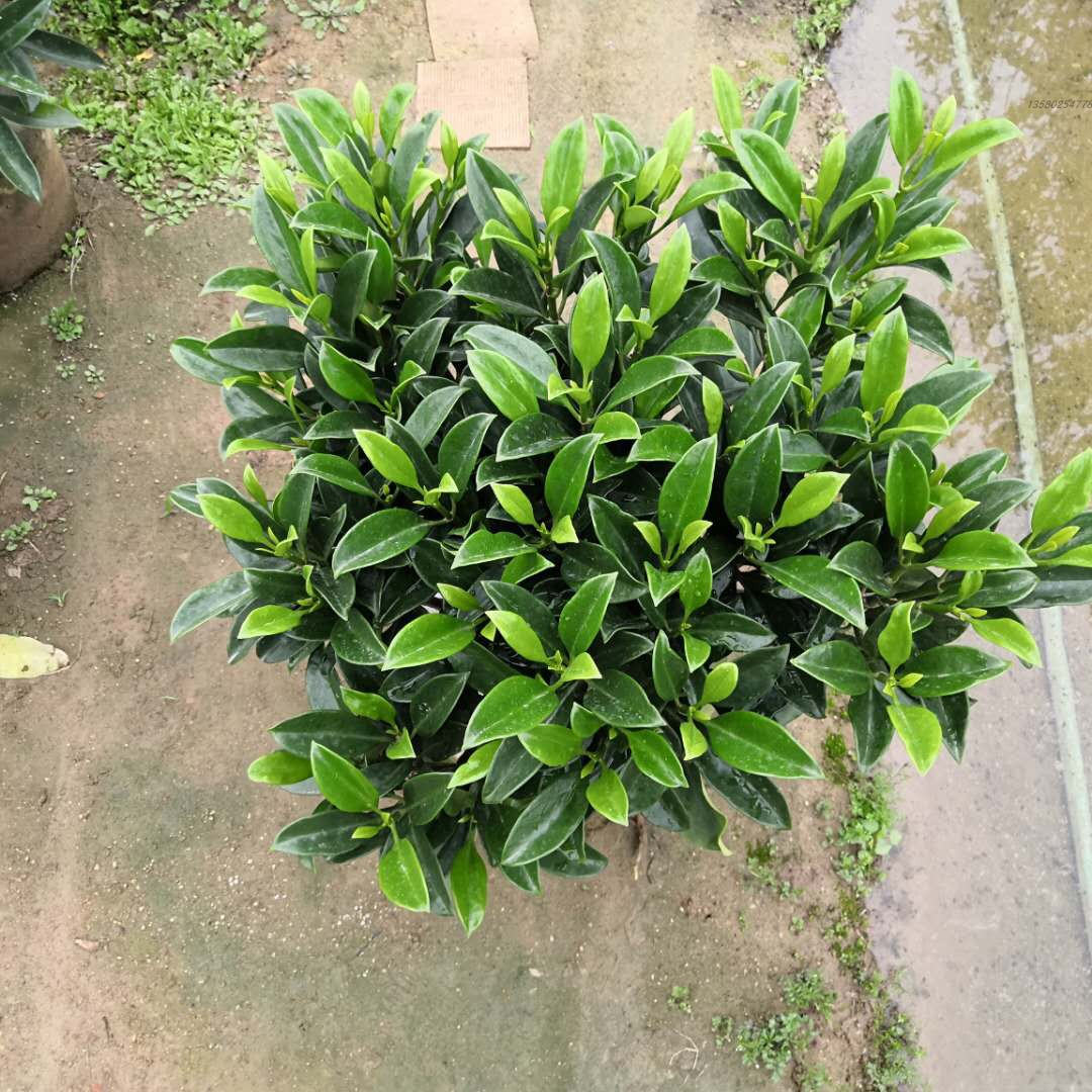 非洲茉莉花灰莉木苗甲醛克星庭院园林绿化观叶盆栽盆栽花卉