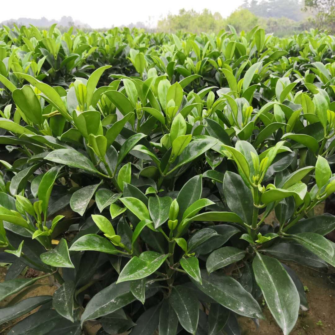 非洲茉莉花灰莉木苗甲醛克星庭院园林绿化观叶盆栽盆栽花卉