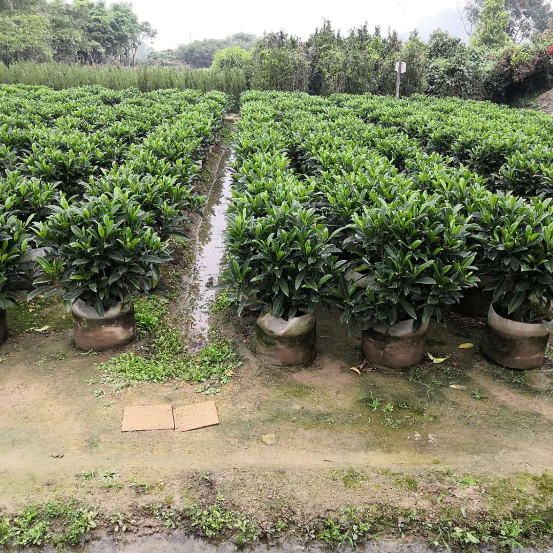 非洲茉莉花灰莉木苗甲醛克星庭院园林绿化观叶盆栽盆栽花卉