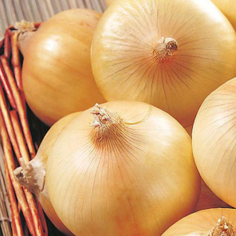 黄洋葱500g 白洋葱 农家黄皮大洋葱 黄葱头 圆葱 江浙沪皖5件包邮