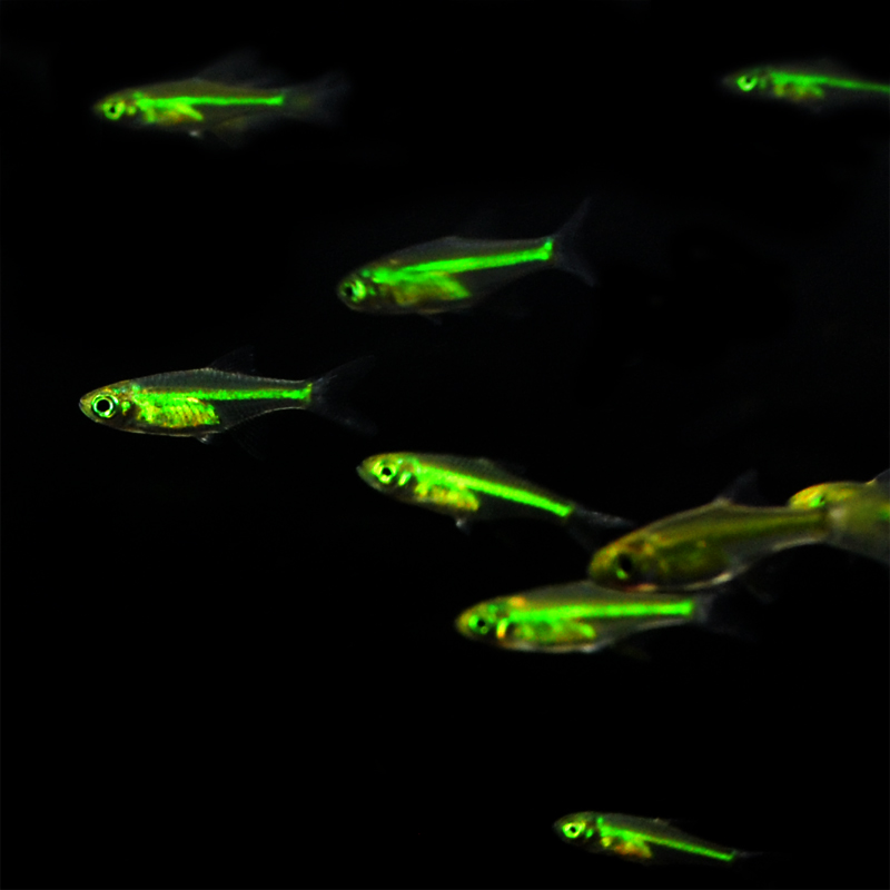 游鱼绿晶灯鱼荧光灯透明鱼草缸群热带绿灯野生鱼