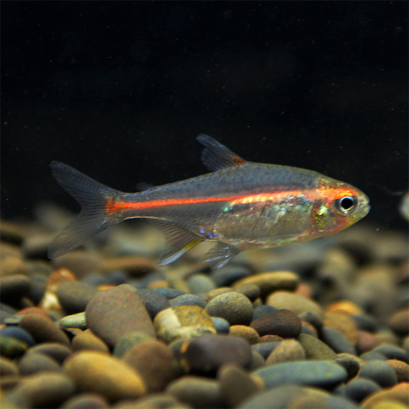 红灯热带灯管玻璃霓虹灯透明鱼红色小型鱼草游鱼鱼