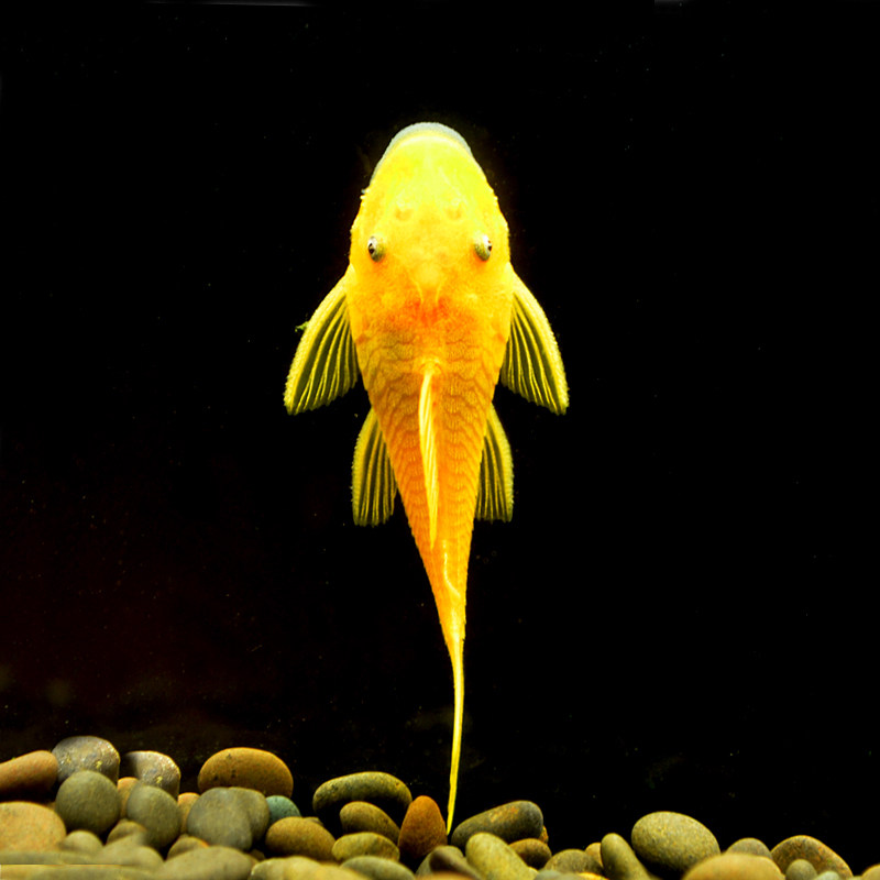 黄金蓝眼大帆黄金胡子活体清洁除藻鱼吃垃圾草缸工具鱼热带清道夫