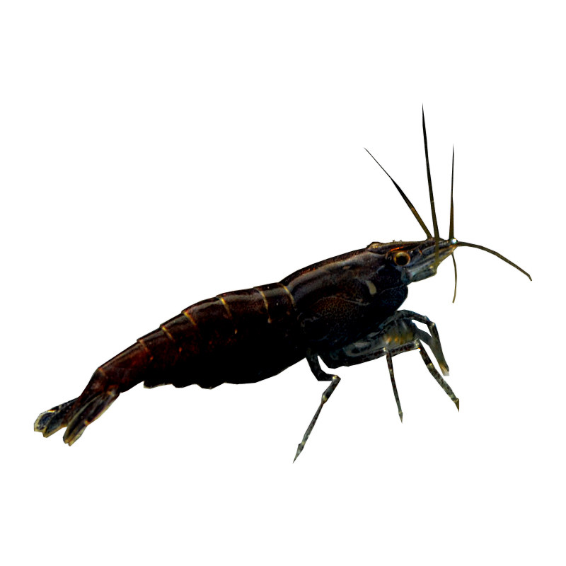 巧克力活体观赏工具虾黑宠物咖啡虾