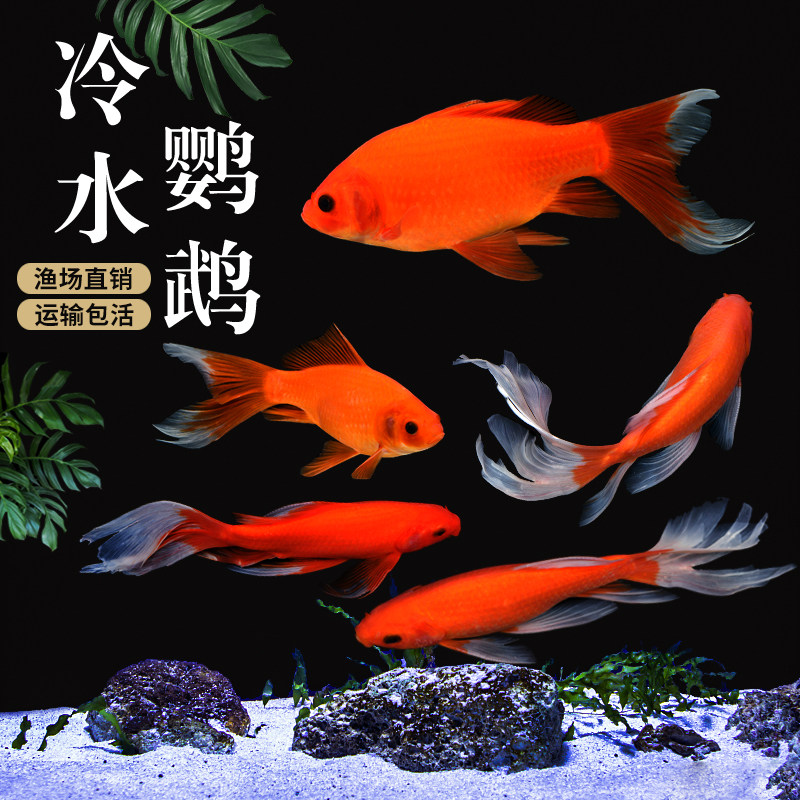 冷水鹦鹉鱼小型观赏鱼活体风水招财鱼好养耐金鱼鱼