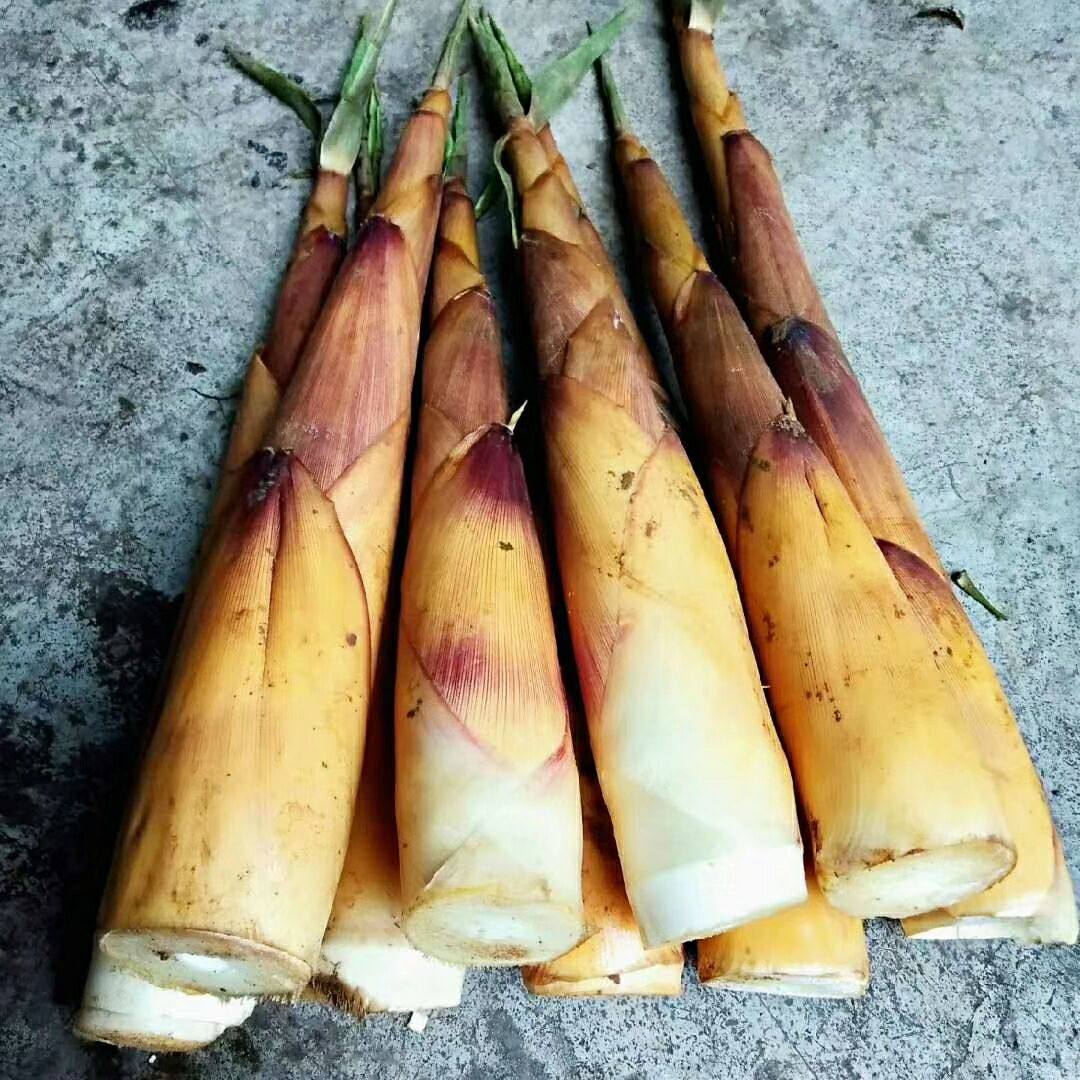 新鲜当季包邮5斤春笋苦竹甜苦野生宜宾四川竹笋