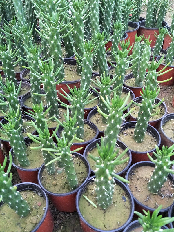 将军多肉植物仙人柱属将军柱一颗多头单颗缀化绿植