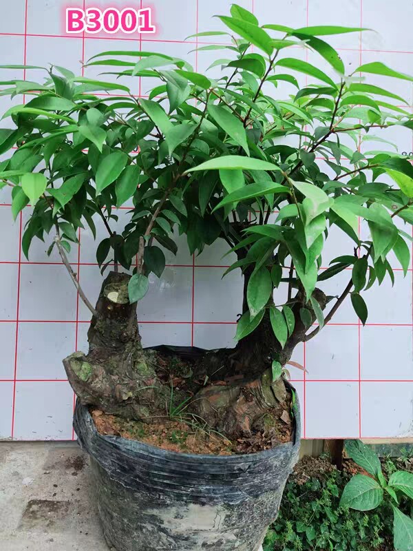 乌饭专用土乌饭树盆栽盆景营养酸性沙质绿植介质