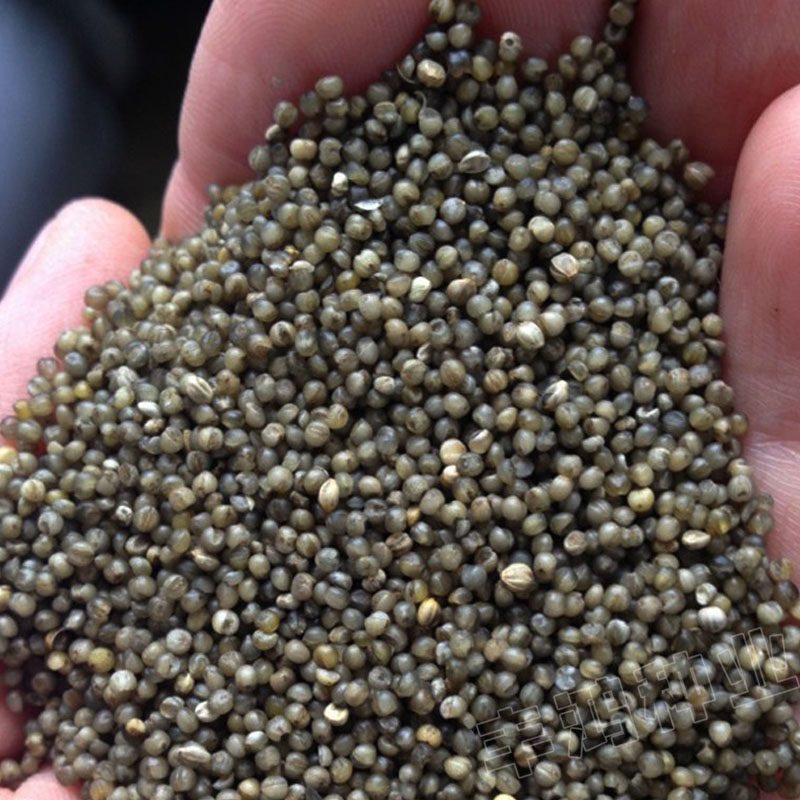 小米高产种子黑皮谷子山西种籽农家有机家庭园艺种子