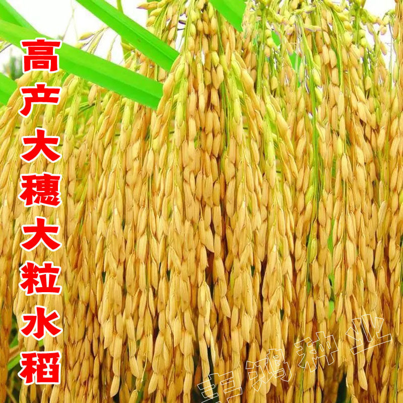 高产杂产水稻种子大粒粒大穗黑糯稻种籽黄华家庭园艺种子