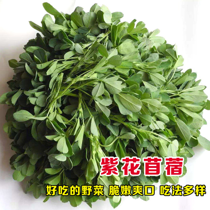 紫花苜蓿草种子食用苜蓿菜孑多年生四季牧草种籽家庭园艺种子