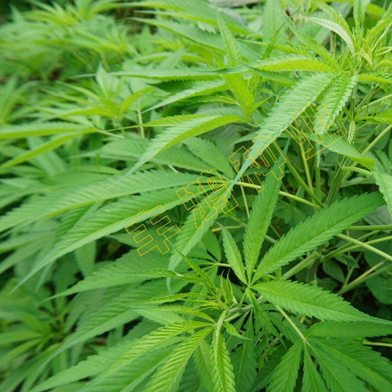 火麻种子胡麻中草药植物线麻野菜麻仁种籽四季家庭园艺种子