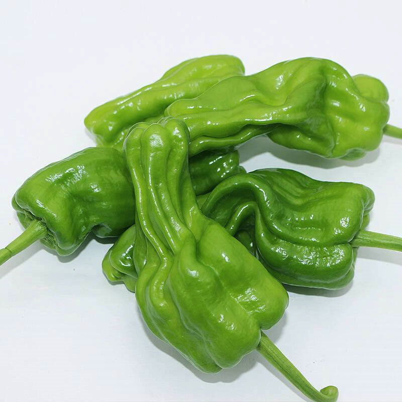 先正达薄皮辣椒种子灯笼泡椒种籽四季蔬菜菜籽家庭园艺种子