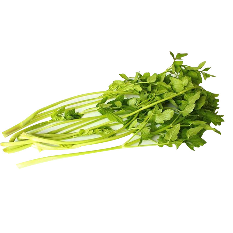 种子菜籽绿青英菜蔬菜朝鲜樱菜家庭菜园阳台家庭园艺种子