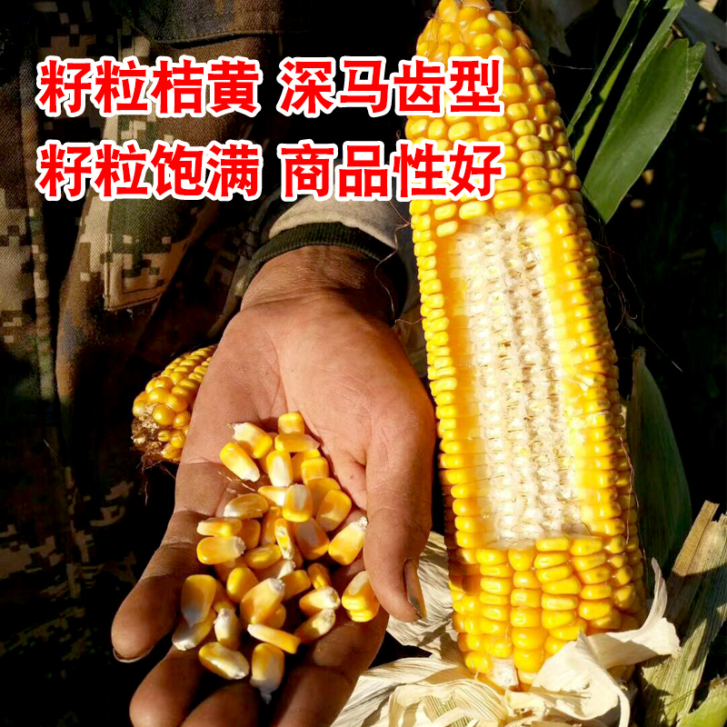 玉米种子沈玉精品精播高产杂交大田抗旱饲料家庭园艺种子