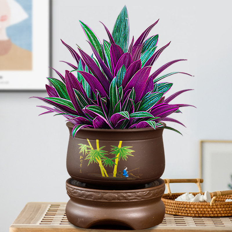 紫露客厅绿植叶绿植桌面观办公室四季美观好养植物绿植