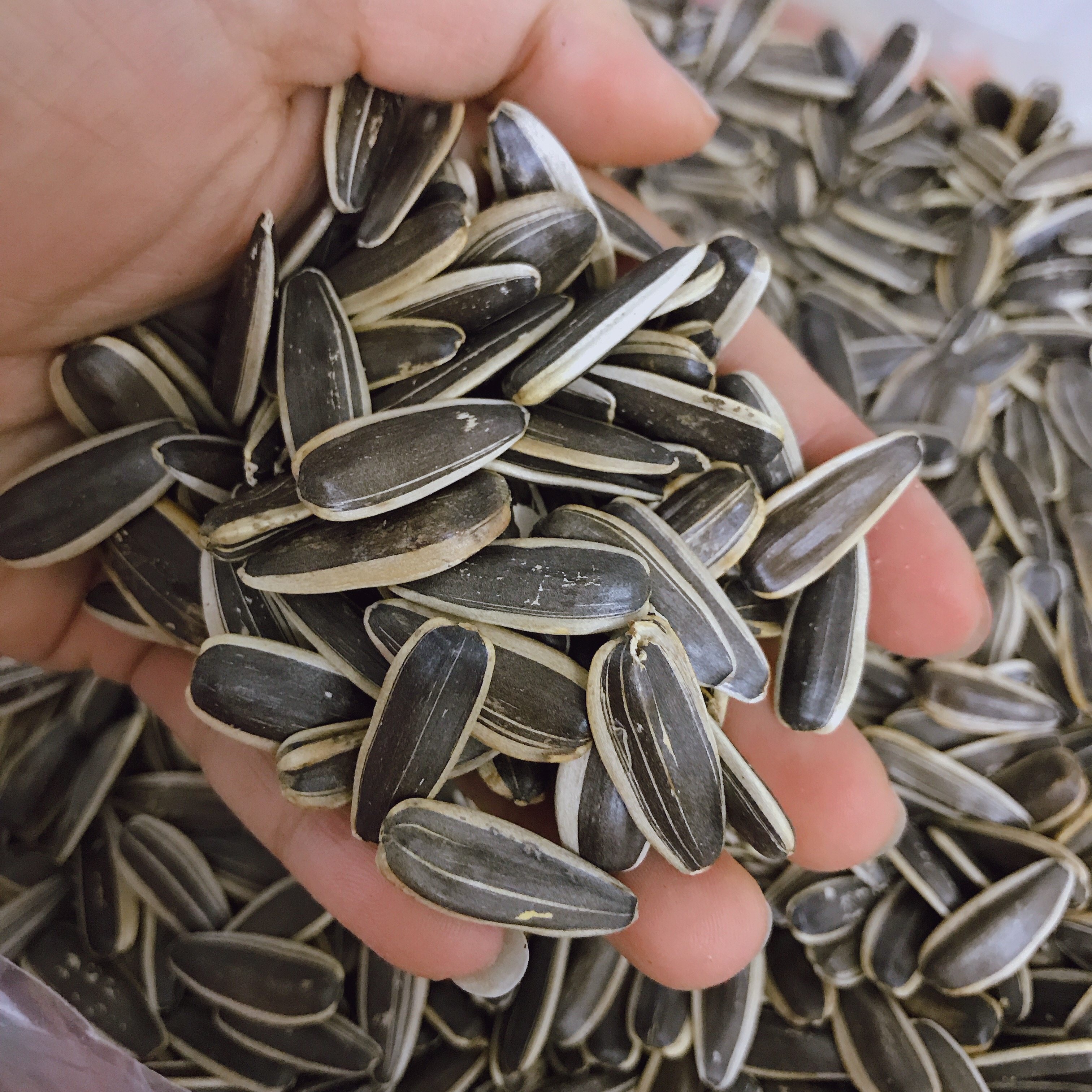 湖北恩施咸丰硒都土特产陈向瓜子熟炒葵花籽原味零食坚果包邮5斤