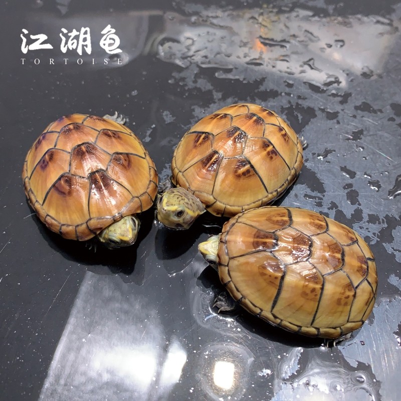 果核乌龟龟苗蛋龟外塘养殖观赏活体深水龟蛋龟