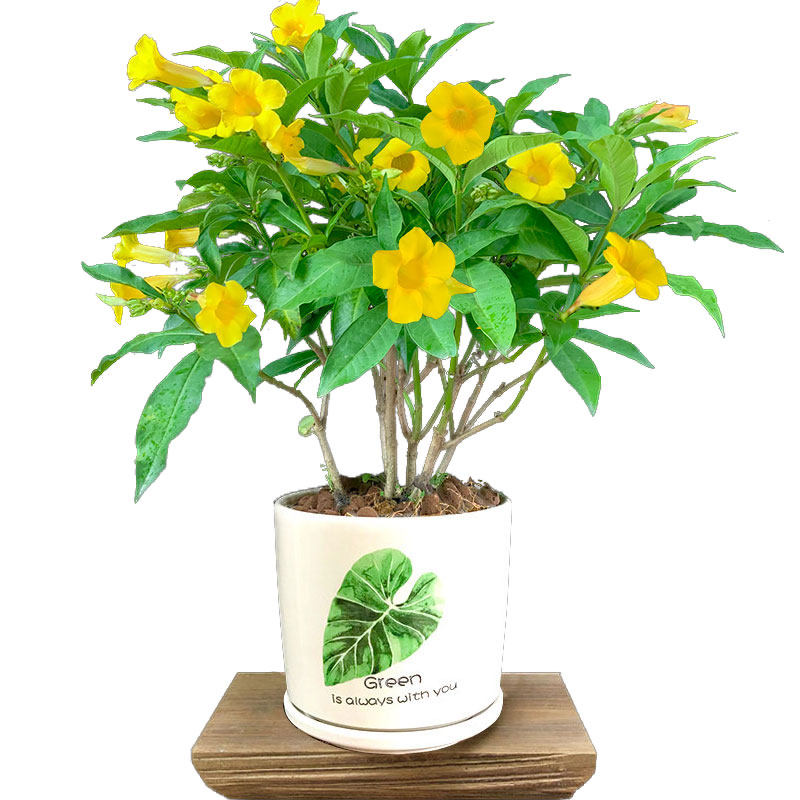 黄蝉花盆栽庭院阳台室内好养高温耐晒四季青花苞时令草本花卉