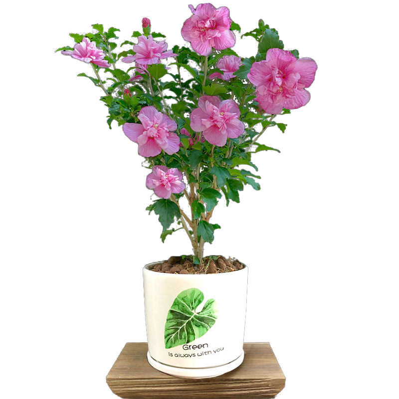 重瓣木槿花盆栽牡丹植物阳台庭院四季开花室内外时令草本花卉