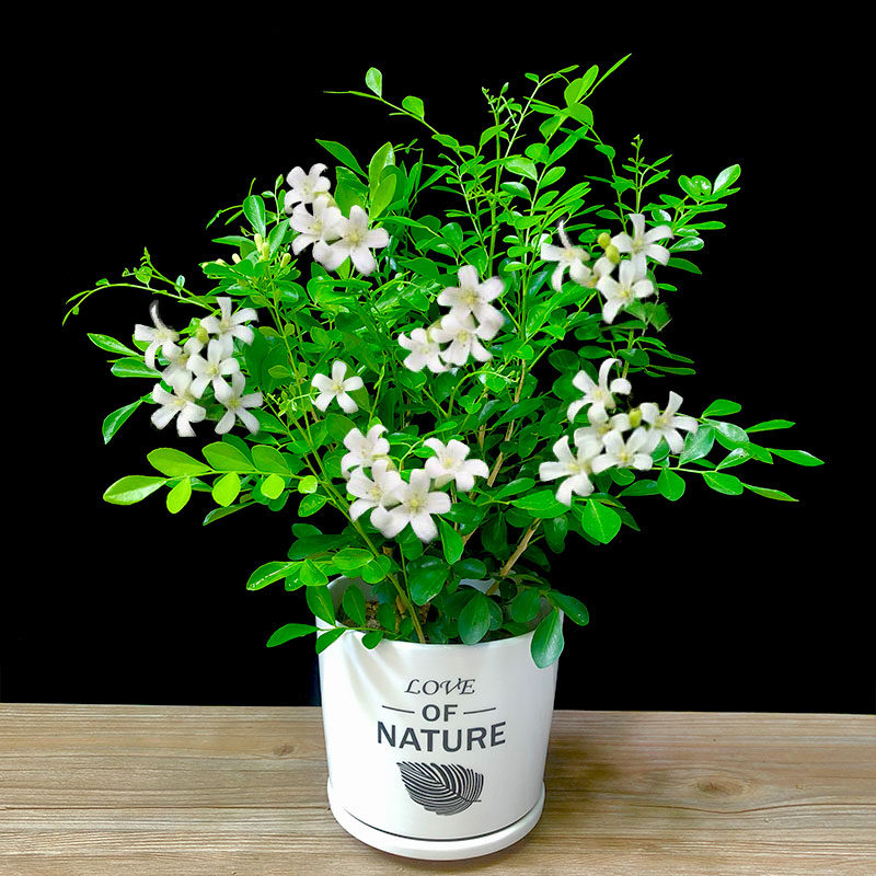 九里香七里盆景植物水培懒人驱蚊清香花卉桌面时令草本花卉