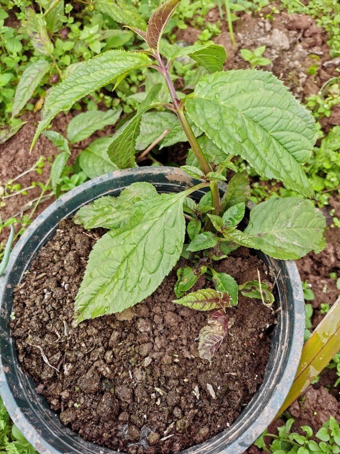 果苗红果参苗新品水果当年挂果现挖现发盆景其他配件