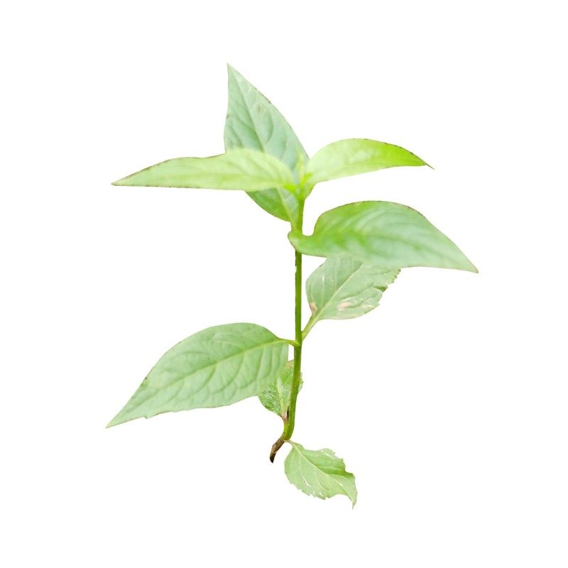 果苗红果参苗新品水果当年挂果现挖现发盆景其他配件