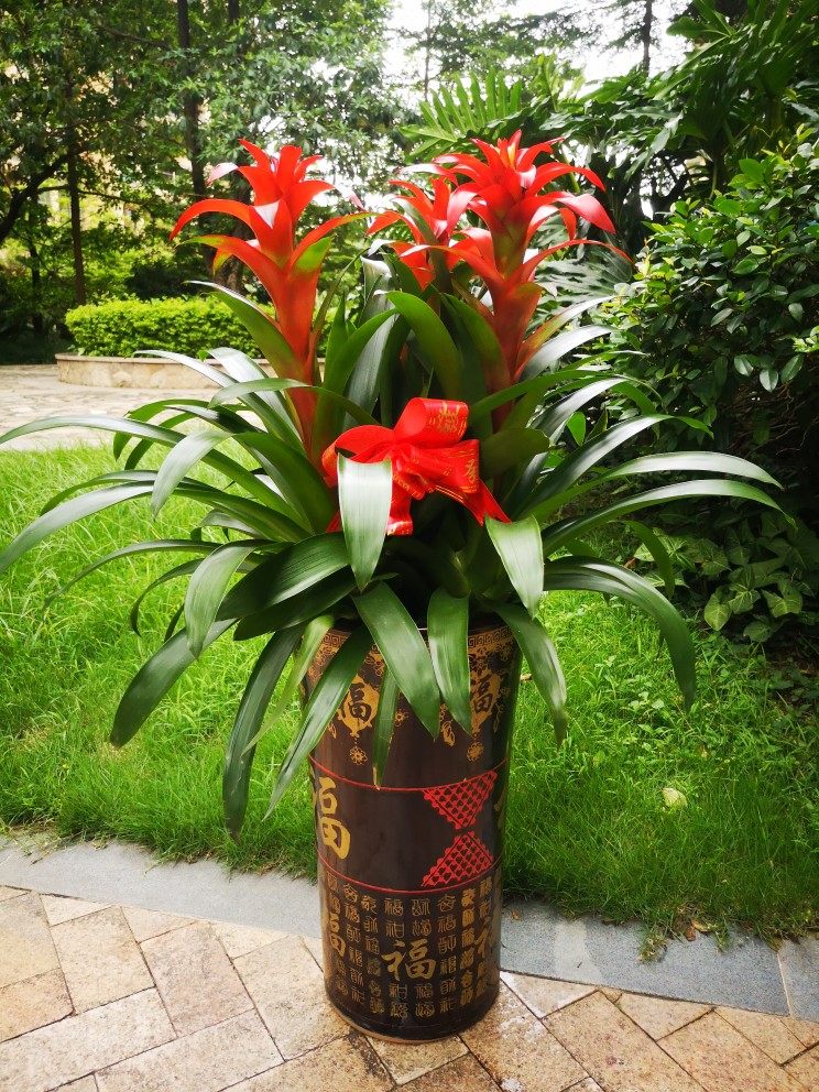 春节花卉室内绿植植物红运当头开业送礼乔迁时令草本花卉