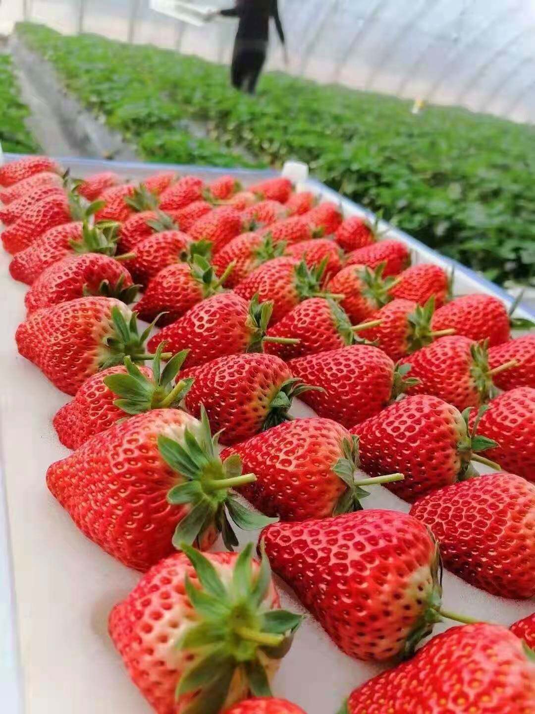 大果丹东九九红颜草莓3斤现摘现发实惠顺丰草莓