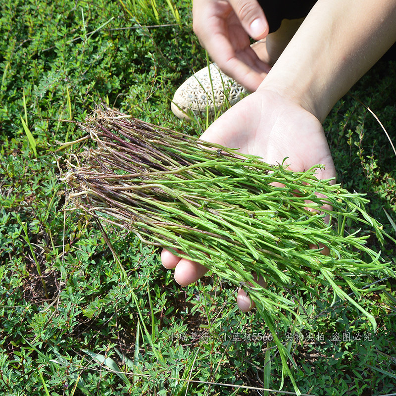 独脚花草煲汤广东整棵草药无硫自晒草黄金野生其他药食同源食品