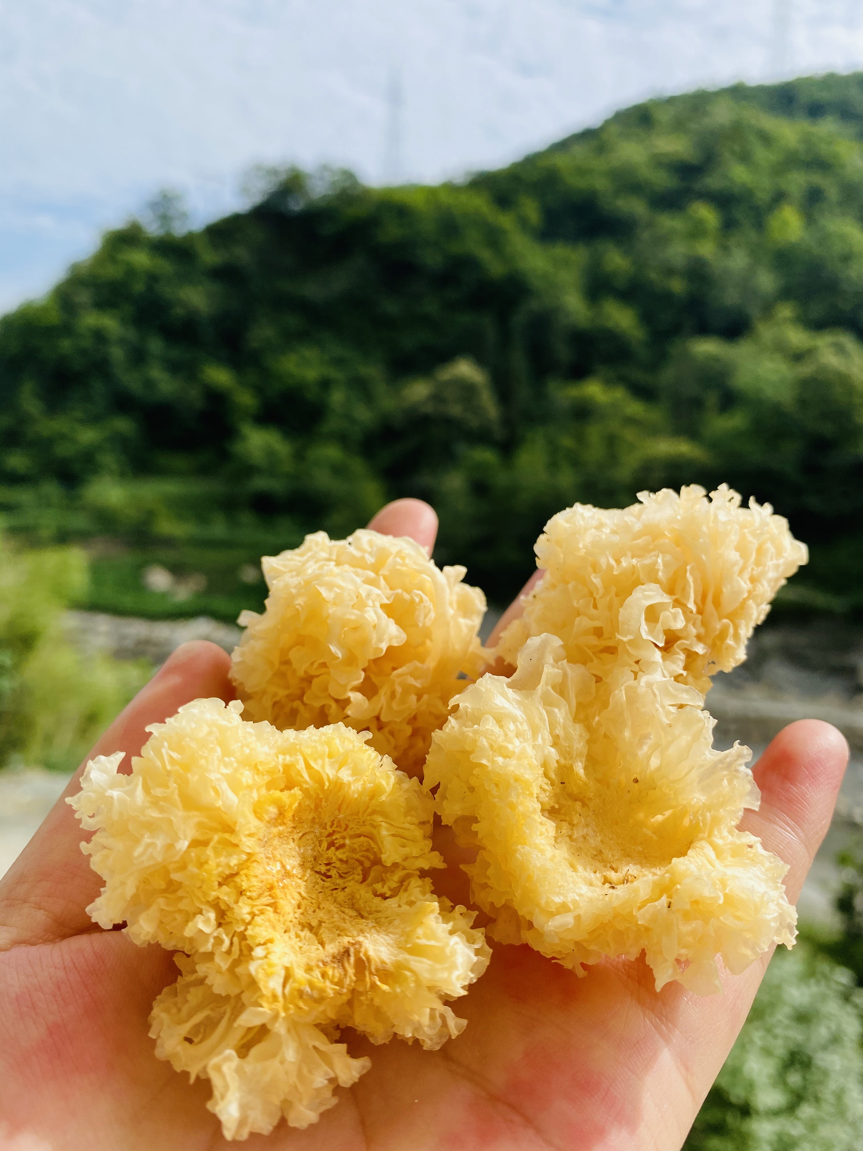 木耳白木耳椴木无根无硫阿飞家干货新品银耳小银银耳