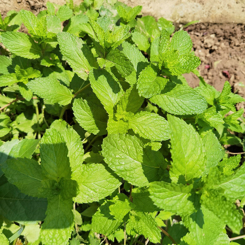 薄荷盆栽新鲜可食用苏格兰薄荷柠檬薄荷留兰香薄荷阳台庭院薄荷叶