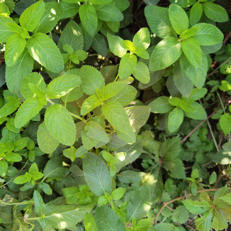 薄荷盆栽新鲜可食用苏格兰薄荷柠檬薄荷留兰香薄荷阳台庭院薄荷叶