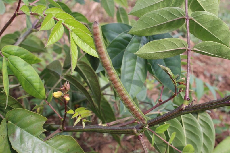 名贵药材灭门盆栽灭蛇驱蛇奇草望江南庭院种植花卉时令草本花卉