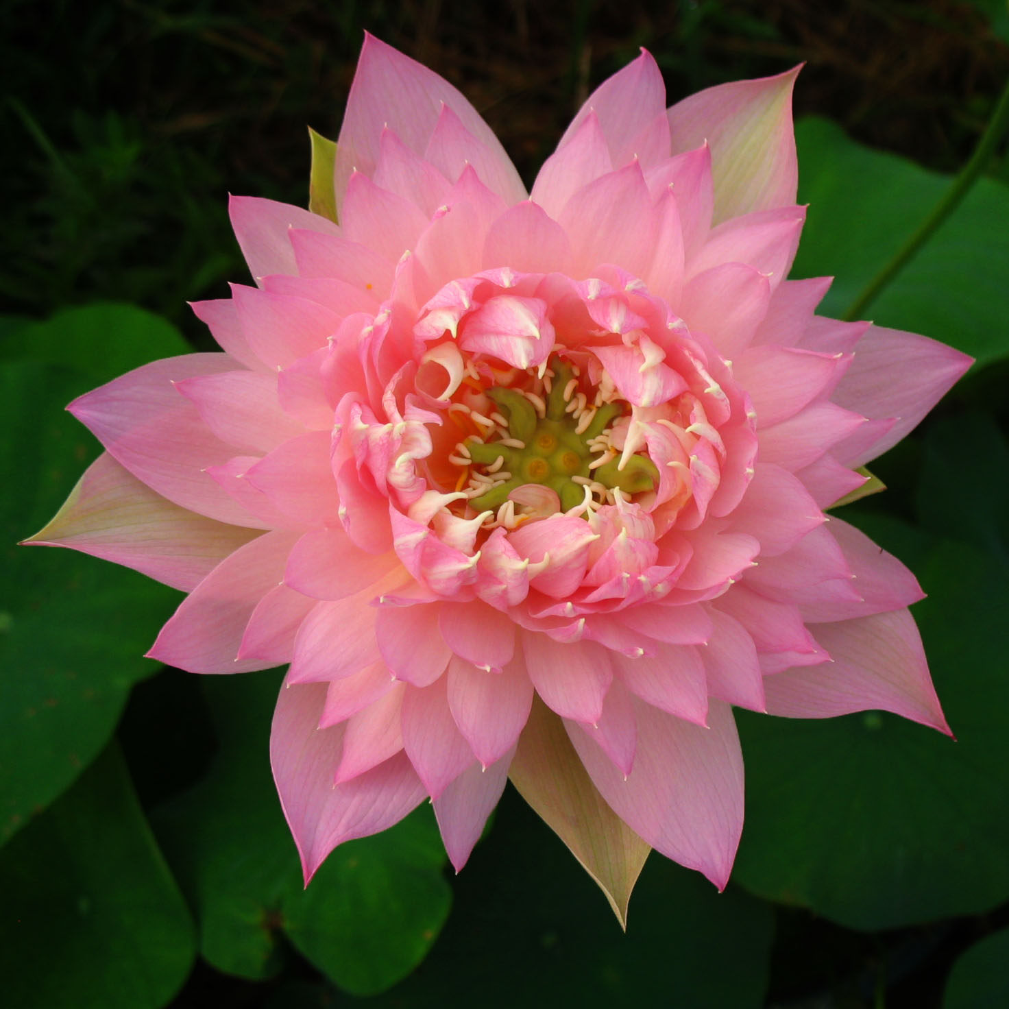 家居迷你水培鱼缸植物迷你微型荷花根块碗莲花种藕鞭苗 小型 羽裳