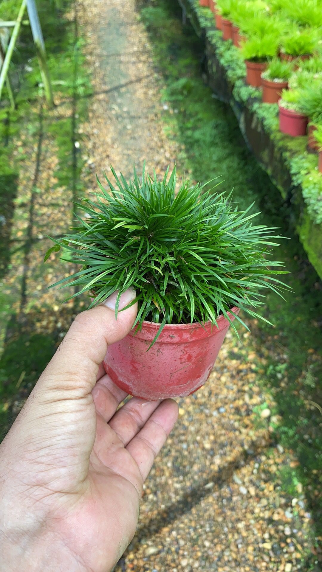 年老金钱菖蒲12公分花盆蒲草盆景景山野草盆栽绿植