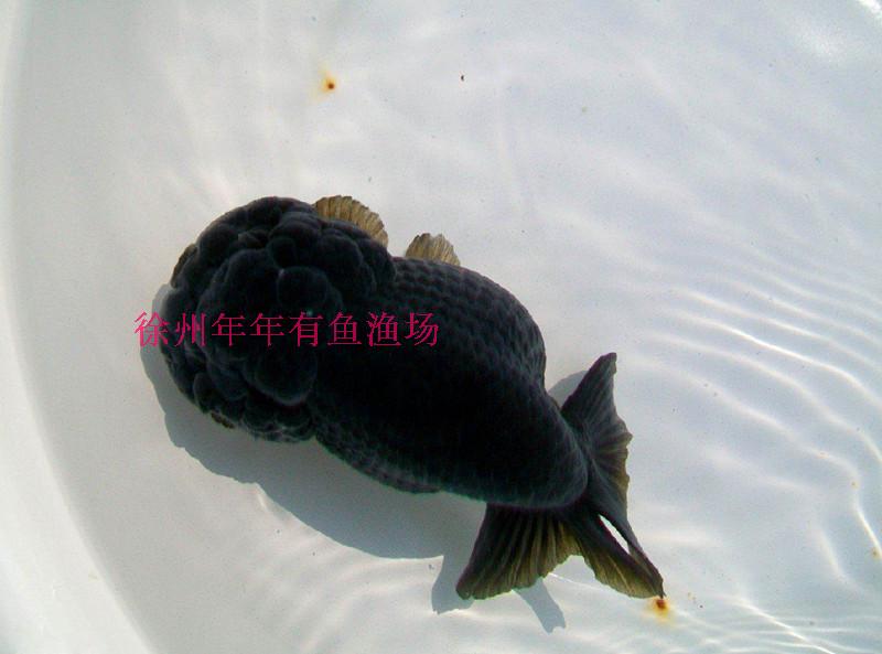 兰寿观赏鱼金鱼活体精品黑寿重墨寿淡水冷水鱼渔场直销包邮包活