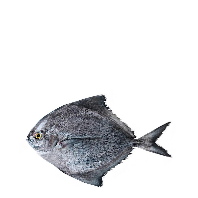 海南深海现捕鲜活冷冻水产产金鲳黑鲳鱼包邮其它