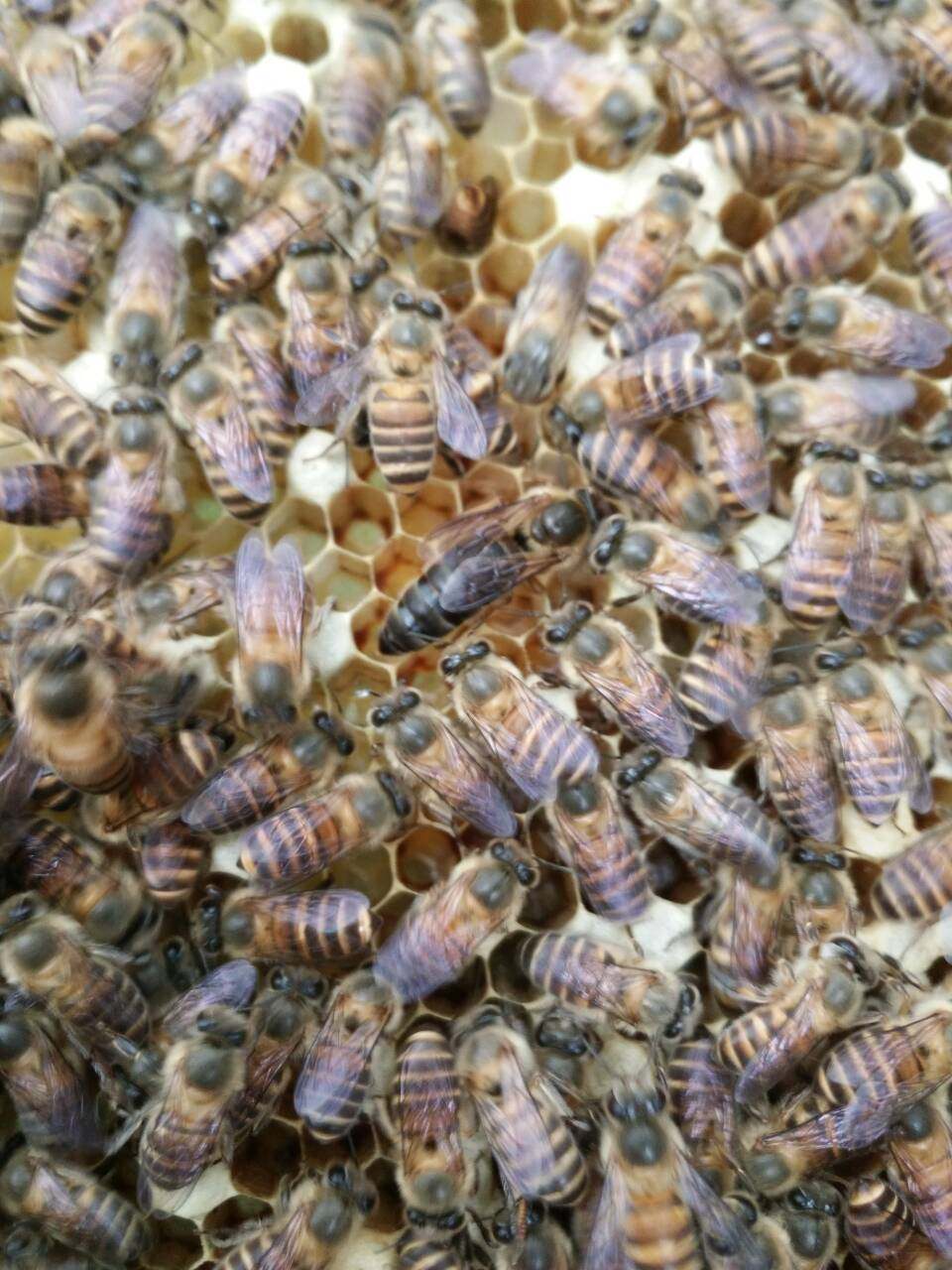 陆氏蜂业中蜂蜂王非处女王阿坝王种王杂交新开产新中蜂王